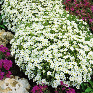 Sandwort - Exceptionally Pretty Flowers that Enliven Any Rock Garden - Arenaria - Premium Seeds