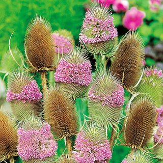 Teasel - Impressive Spiky Flower Clusters, Easy to Grow - Dipsacus sativus - Premium Seeds