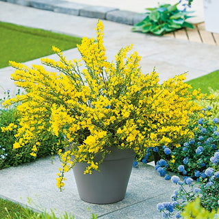Scotch Broom - Exceptionally Pretty, Fragrant Flowers All Summer - Cytisus scoparius - Premium Seeds