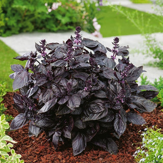 BIO Basilic rouge - Arôme intense, touche bordeaux originale pour le pesto - Ocimum basilicum - Graines Premium