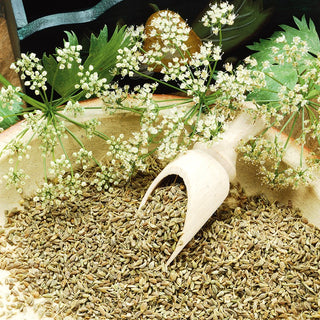 Anise - Health Hit, Quick to Grow, Aromatic Flavour - Pimpinella anisum - Premium Seeds