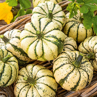 Ornamental Squash Sweet Dumpling - Autumn Feast for the Eyes and Palate - Premium Seeds