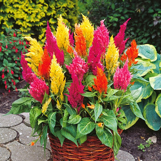 Celosia Plumosa Mixed - Crested Flower Clusters, Ideal for Borders and Pots - Celosia argentea var. plumosa - Premium Seeds