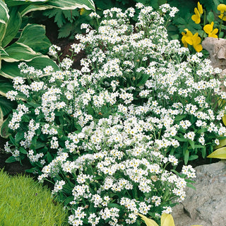 Forget-Me-Not White - Spectacular Abundance of Blooms, Hundreds of Flowers - Myosotis alpestris - Premium Seeds