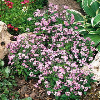Forget-Me-Not Pink - Abundant Flowering, Hundreds of Charming Flowers, Frost-Resistant - Myosotis alpestris - Premium Seeds