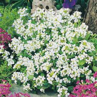 Alpine Rock-Cress White - Enchantingly Fragrant - Arabis alpina - Premium Seeds