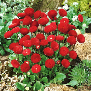 Pomponette Daisy Red - Full Flower Clusters, Low Height, Ideal for Borders and Containers - Bellis perennis - Premium Seeds