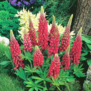 Lupine My Castle - Red Flowers in Impressive Spikes, Ideal for Borders - Lupinus polyphyllus - Premium Seeds