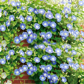 Morning Glory Blue - Stunning Climber, Bell-Shaped Flowers, Easy to Grow - Ipomoea purpurea - Premium Seeds