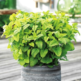 BIO Mélisse officinale - Antistress naturel en pot - Melissa officinalis - Graines Premium