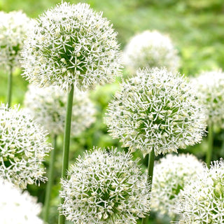 Ail d'ornement - Mount Everest - Allium - Imposant géant blanc