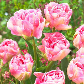 Tulipe - Angelique - Tulipa - Élégance aux tons pastels - 5 bulbes