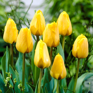 Tulipe - Golden Apeldoorn - Tulipa - Arôme subtil et couleur éclatante - 5 bulbes