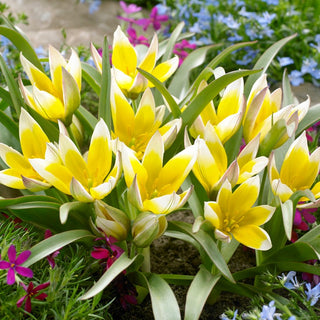 Tulipe - Tarda - Tulipa - Précoce messager fiable du printemps - 5 bulbes