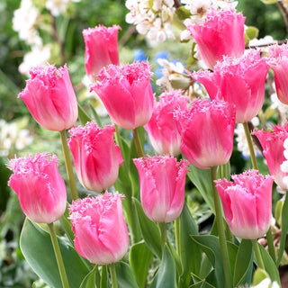 Tulipe - Fancy Frills - Tulipa - Rose subtil effet printanier durable - 5 bulbes