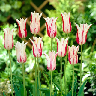 Tulipe - Marilyn - Tulipa - Tulipe moderne pour compositions - 5 bulbes