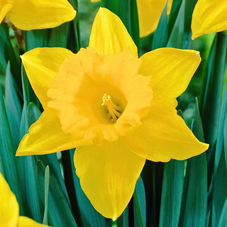 Narcisse - Unsurpassable - Narcissus - Effet spectaculaire de début de printemps - 5 bulbes
