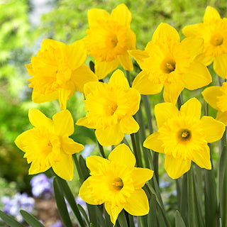 Narcisse - Dutch Master - Narcissus - Fleurs jaune intense et spectaculaires - 5 bulbes