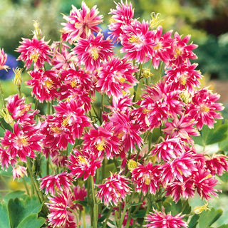 Columbine Nora Barlow - Full Flowers, Stunning Effect in Borders and as Cut Flowers - Aquilegia vulgaris - Premium Seeds