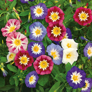 Convolvulus Mixed - Exceptionally Pretty, Delicate Flowers in Three Colours - Convolvulus tricolor - Premium Seeds