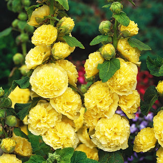 Hollyhock Yellow - Showy Flowers, Excellent for Cottage Gardens and Cut Flowers - Alcea rosea - Premium Seeds
