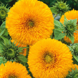 Tall Double Sunflower - Charming Elegance, Flowers from July to October - Helianthus annuus - Premium Seeds
