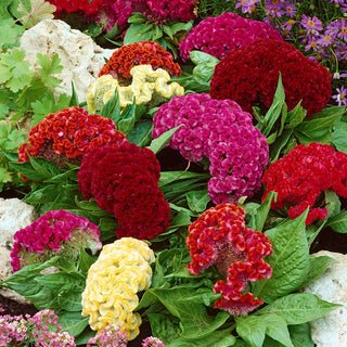 Dwarf Cockscomb - Striking in Borders, Long Blooming Period - Celosia argentea var. cristata nana - Premium Seeds