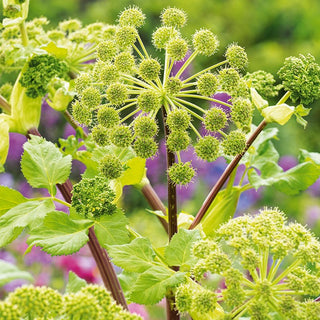Angelica - Aromatic Leaves, Fast-Growing, Rich Flavour - Archangelica officinalis - Premium Seeds