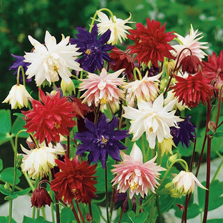 Double Columbine Mix - Beautifully Blooming Perennials for Any Border - Aquilegia vulgaris - Premium Seeds