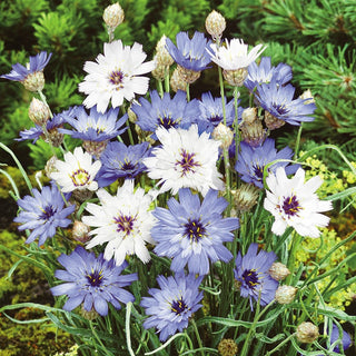 Cupid's Dart - Colourful Gem of the Border, Attracting Butterflies and Bees All Summer - Catananche caerulea - Premium Seeds