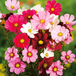 Cosmos Mixed - Tall, Multicoloured Flowers, Easy to Grow - Cosmos bipinnatus - Premium Seeds