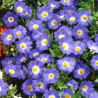 Nolana - Large Blue Flowers, Easy to Grow - Nolana paradoxa - Premium Seeds