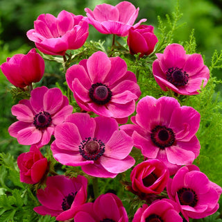 Anémone - Sylphide - Fleurs délicates et subtiles - 8 bulbes