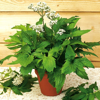 Valerian - Natural Remedy for Insomnia, Blooms All Summer - Valeriana officinalis - Premium Seeds