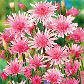 Pink Hawksbeard - Extra Beautiful, Pastel Flowers Ideal for Borders - Crepis rubra - Premium Seeds