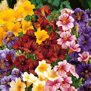Painted Tongue Mixed - Showy Flowers in Various Colours, Easy to Grow, Ideal for Borders and Bouquets - Salpiglossis sinuata - Premium Seeds