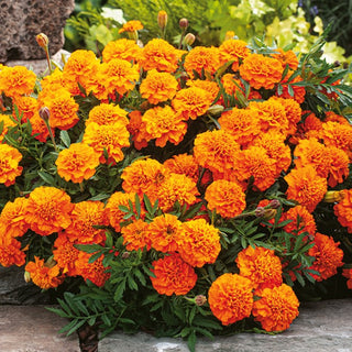 French Marigold Aurora - Extremely Durable Flowers, Full Orange Pom-Poms - Tagetes patula - Premium Seeds