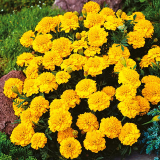 French Marigold Aurora Yellow - Full, Magnificent Flowers, Spectacular Garden Appearance - Tagetes patula - Premium Seeds