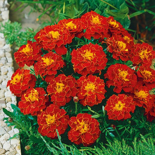 French Marigold Aurora Red - Bloom Continuously and Spectacularly All Summer Long - Tagetes patula - Premium Seeds