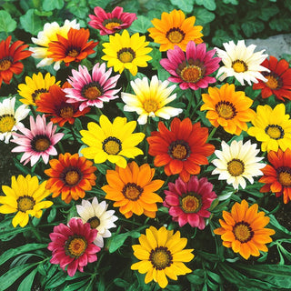 Gazania Chansonette Mixed - Multicoloured Flowers, Long Blooming Period - Gazania rigens - Premium Seeds
