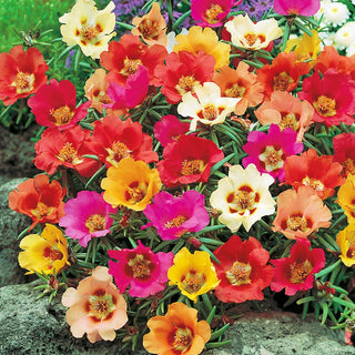 Moss Rose Mixed - Impressive Flowers, Large, Full Blooms with a Diameter of 5 cm - Portulaca grandiflora - Premium Seeds