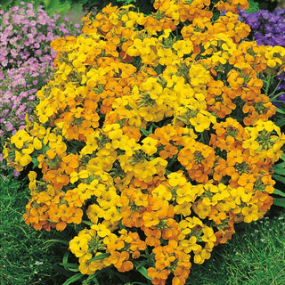 Siberian Wallflower - Small Four-Petalled Flowers, Extra Beautiful and Fragrant - Cheiranthus allionii - Premium Seeds