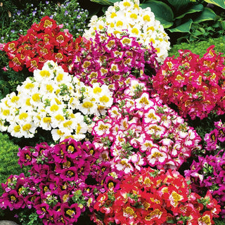 Schizanthus Mixed - Very Dense and Abundant Flower Clusters, Ideal for Borders and Edging - Schizanthus wisetonensis - Premium Seeds