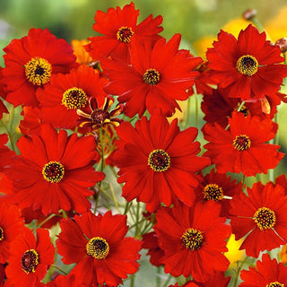Coreopsis Amulet - Extravagant Blooming, a Unique Decoration for Any Border - Coreopsis tinctoria - Premium Seeds
