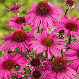 Purple Echinacea - Perennial, Ornamental, Honey-Producing, Easy to Grow, Frost-Resistant - Echinacea purpurea - Premium Seeds
