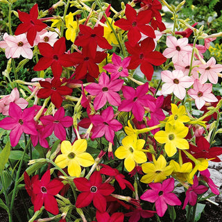 Ornamental Tobacco Mixed - Multicoloured Flowers, Pleasant Fragrance - Nicotiana alata - Premium Seeds
