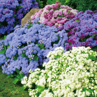 Ageratum Mixed - Blooming Carpet Full of Colours - Ageratum houstonianum - Premium Seeds