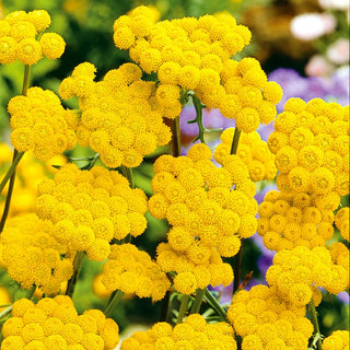 Yellow Ageratum - Intensely Yellow Flower Clusters, Easy to Grow - Lonas annua - Premium Seeds