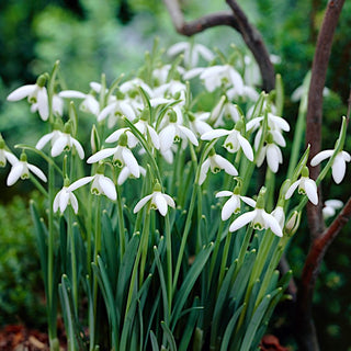 Perce-neige - Galanthus - Parfum délicat et fleurs spectaculaires - 5 bulbes