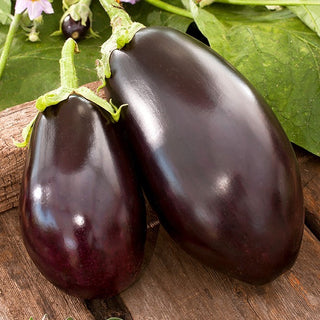 BIO Aubergine Black Beauty - Naturellement charnu, parfait pour le barbecue - Graines Premium